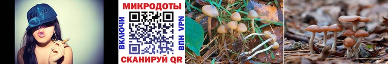 Галлюциногенные грибы Psilocybe  Карачаевск 